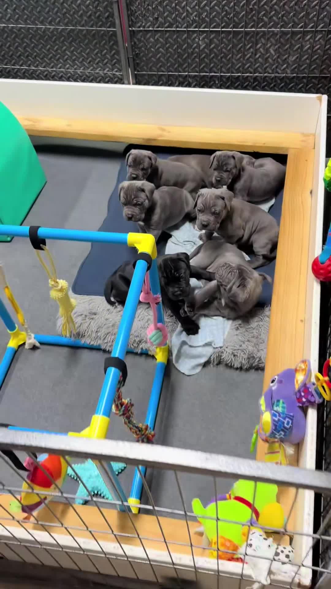 Staffordshire Bull Terrier dogs for sale: %Solid Pure Staffy Puppies Available  in Birmingham - Video 3