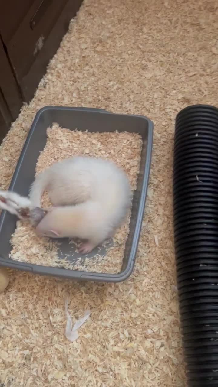 Ferret rodents for sale: Ferret kits  - Video 3