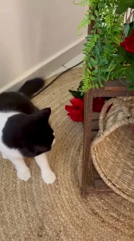 Mixed Breed cats for adoption: Lilian, the gorgeous one-eyed queen 👑  - Video 3