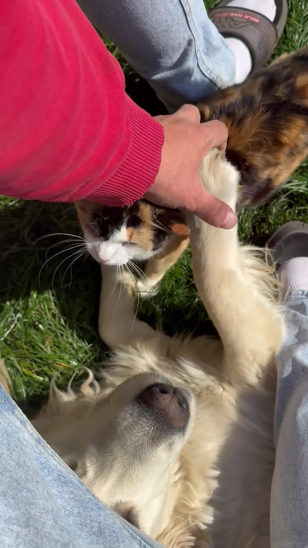 Mixed Breed cats for sale: Beautiful Kittens Dogs & Kids Friendly  in Sandy - Video 1