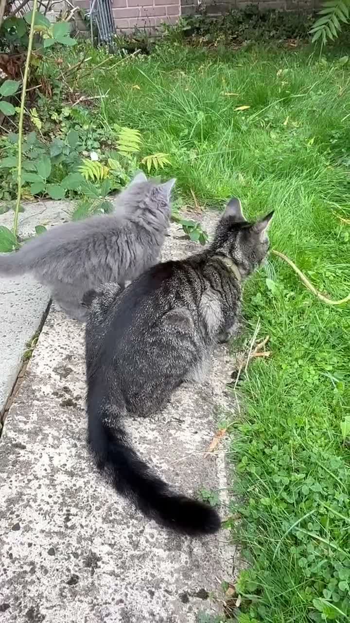 Mixed Breed cats for sale: Tabby kittens - Video 1