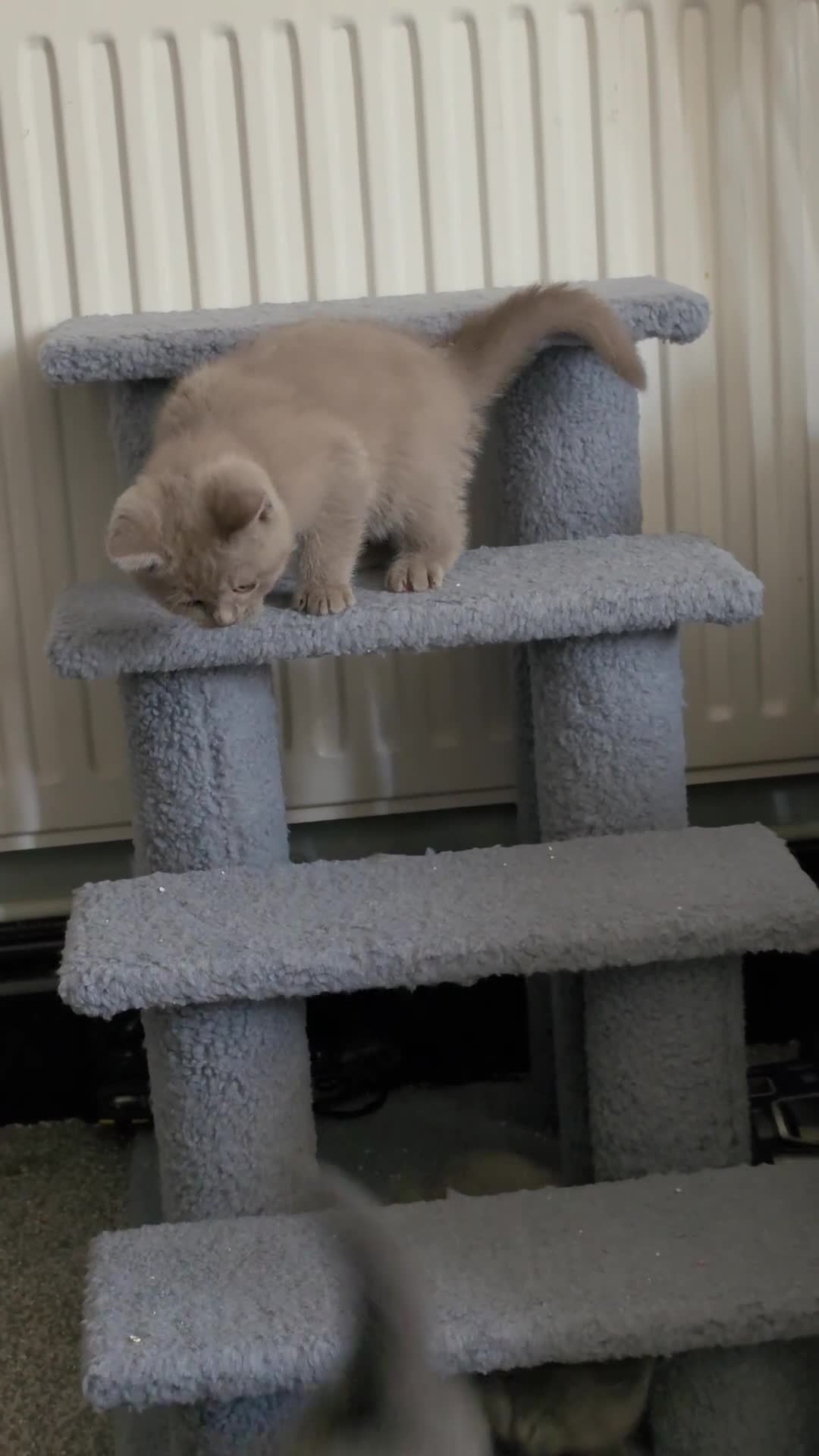British Shorthair cats for sale: ONLY 3 MALE LEFT‼️ GCCF OFFER‼️ - Video 1