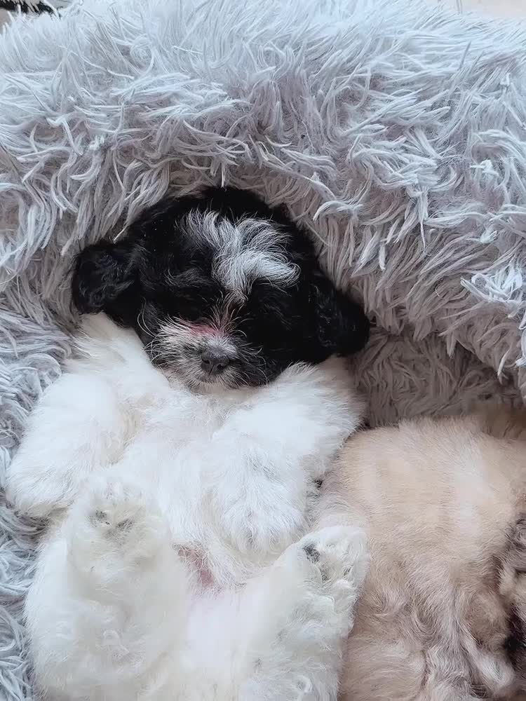 Mixed Breed dogs for sale: Miniature Pomapoo in York - Video 1