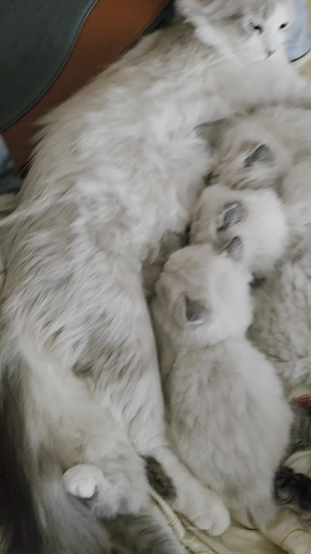 Siberian cats for sale: Siberian Kittens Super Friendly 💕🐾 - Video 2