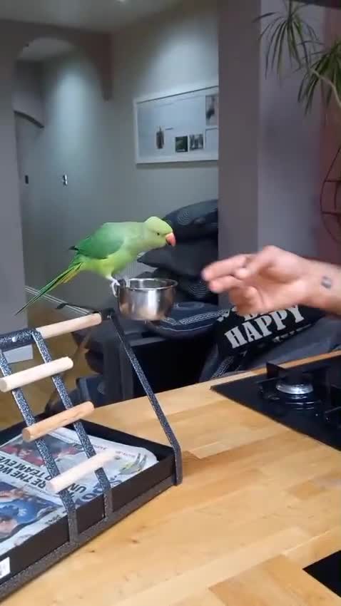 Parrots birds for sale: Indian ring neck parrot  - Video 1