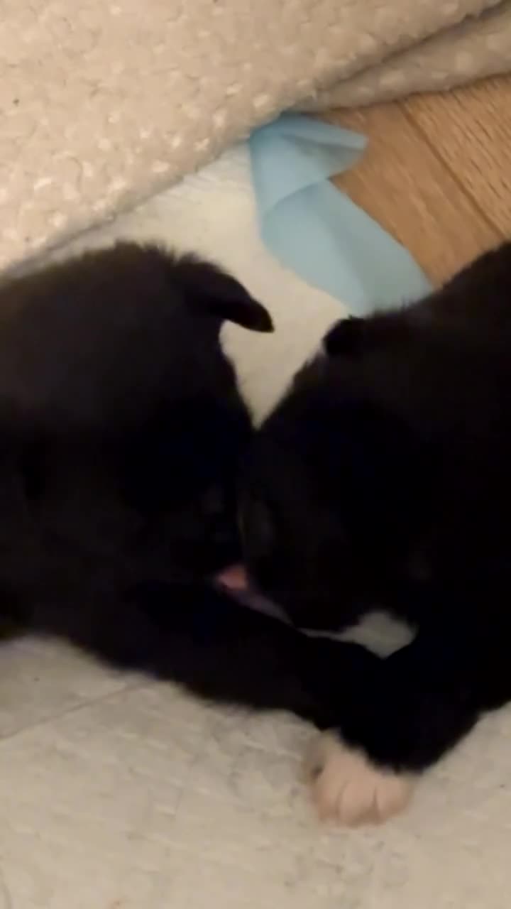 Affenpinscher dogs for sale: Affenpinscher puppy’s for sale - Video 1