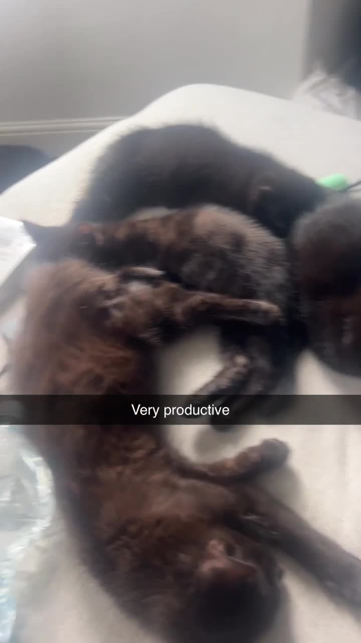 British Longhair cats for sale: Kittens - Video 1
