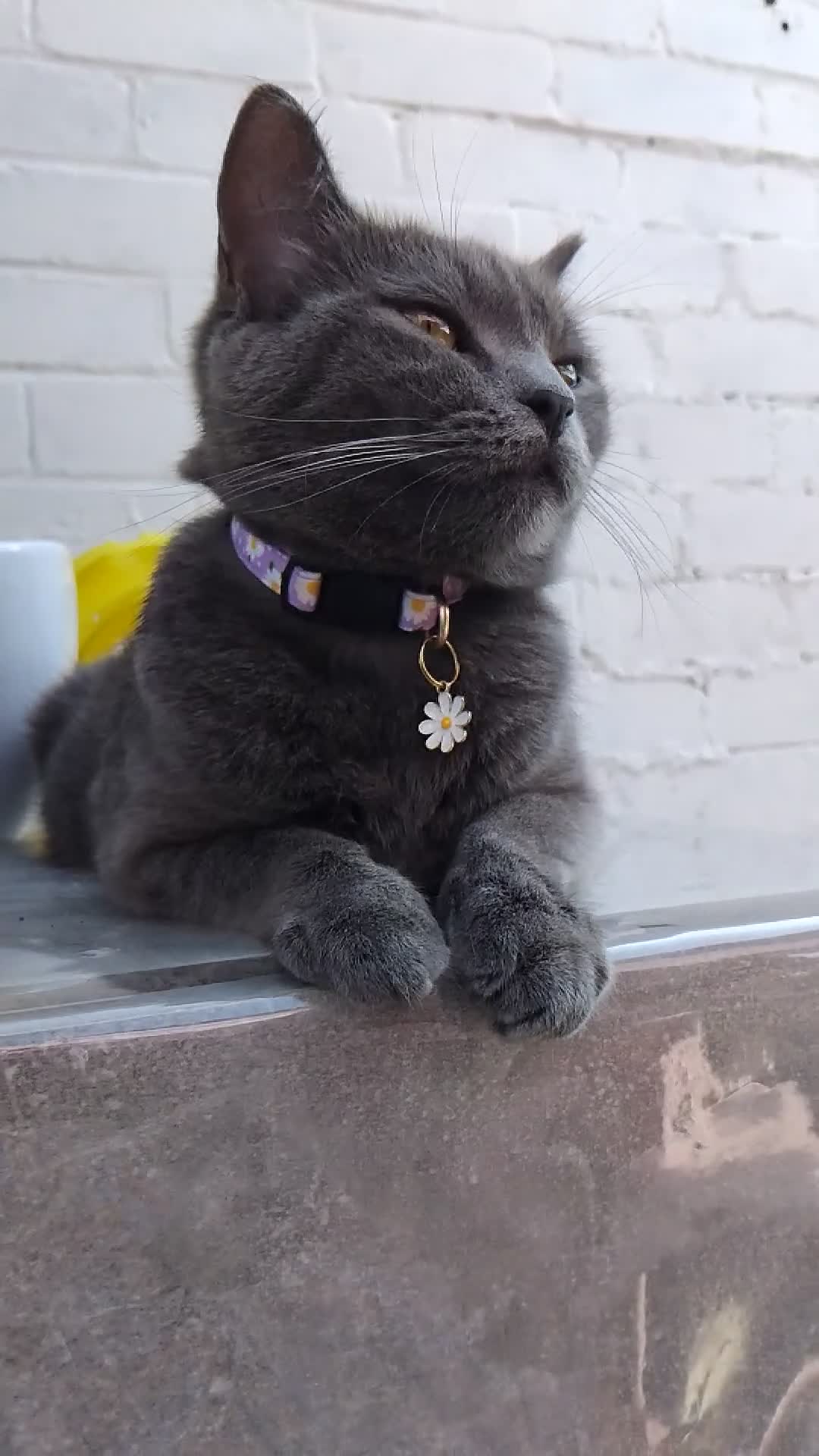 British Shorthair cats for sale: British shorthair x Russian Blue  - Video 5