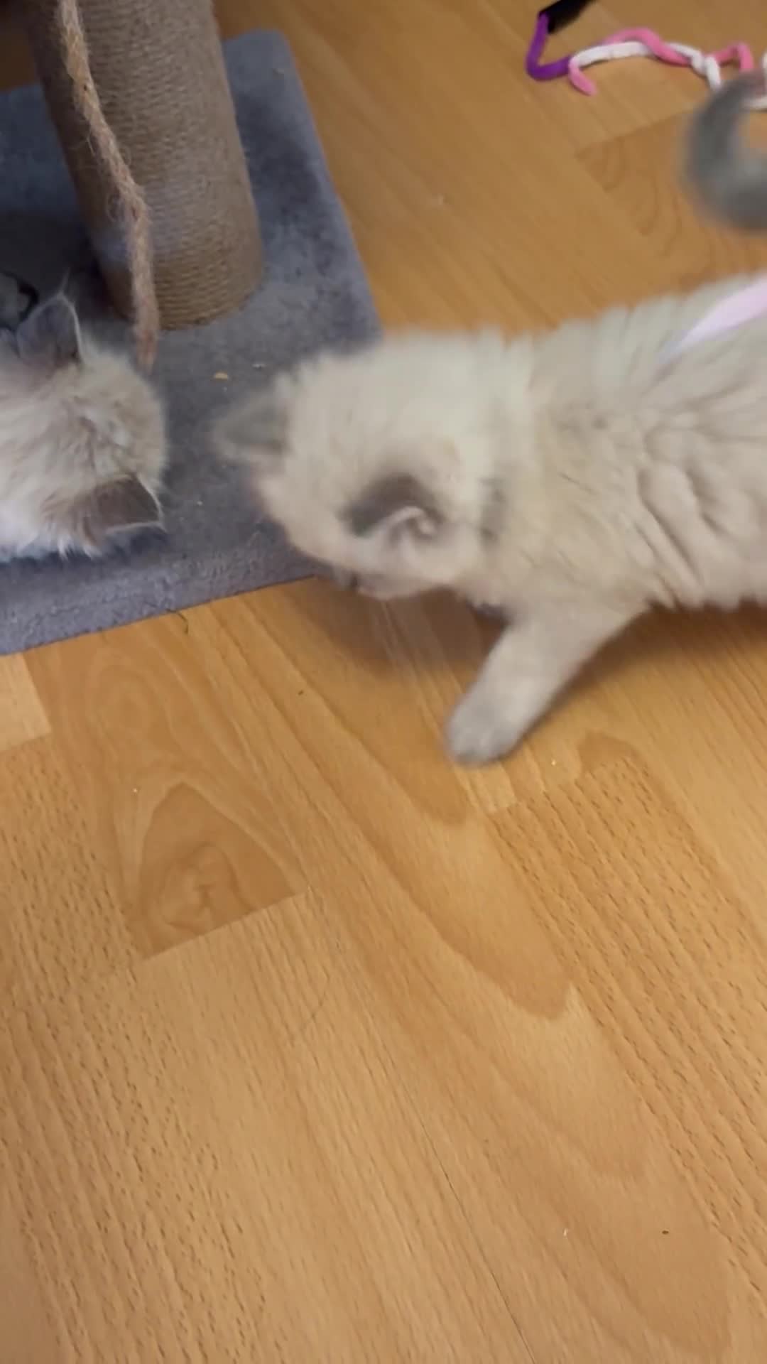 Ragdoll cats for sale: 5 Pure Ragdoll Kittens (7 Weeks Old) in Camborne - Video 2