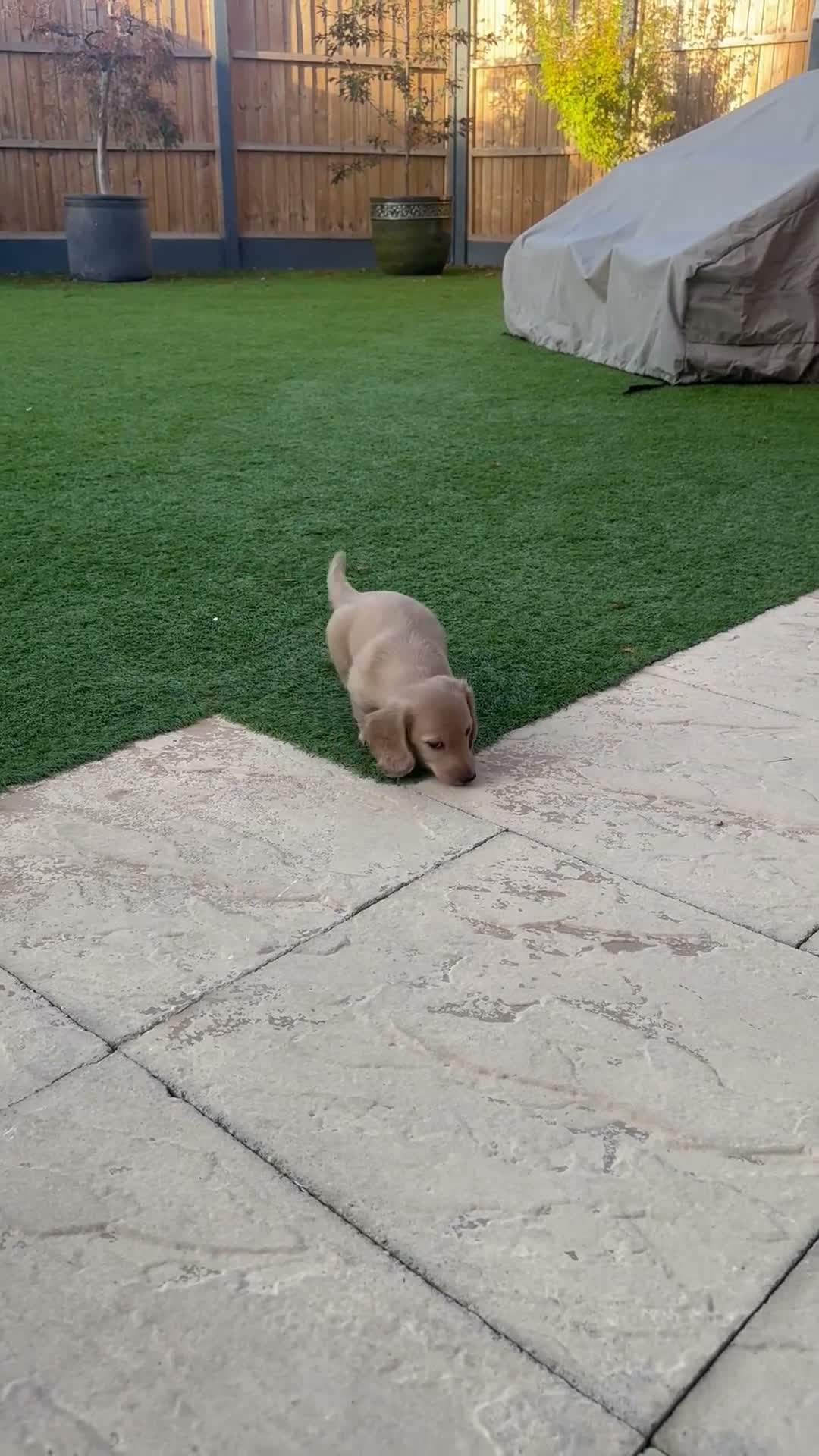 Miniature Dachshund dogs for sale: REDUCED READY TO GO! Ziggy last boy Long haired  - Video 3