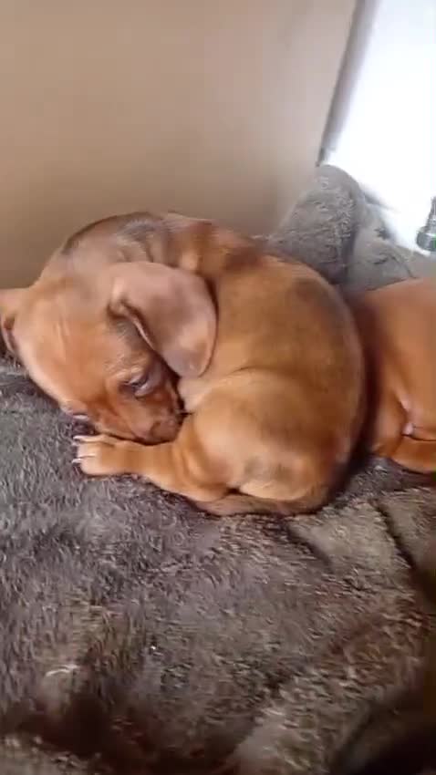 Dachshund dogs for sale: 4 Dachshund Puppies for sale!! - Video 1