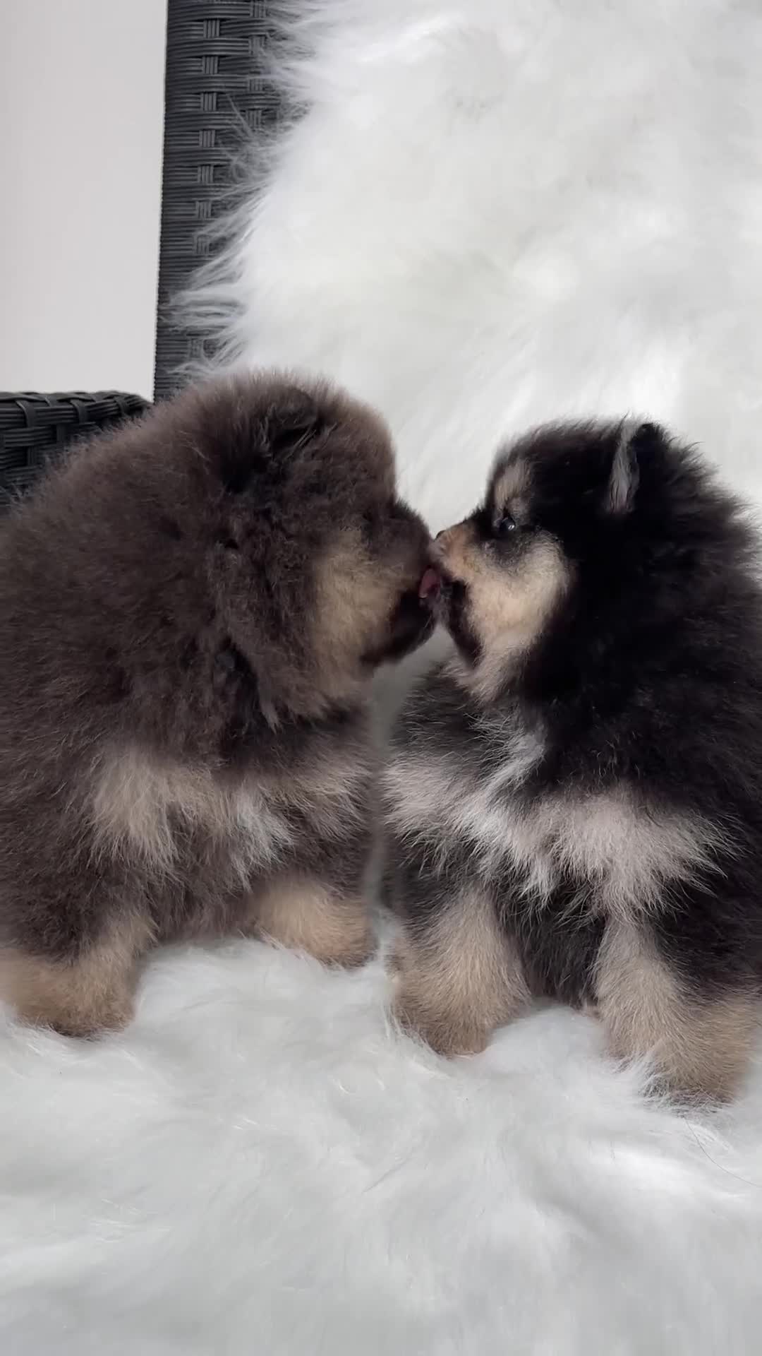 Pomeranian dogs for sale: 🐾 RESERVATIONS NOW OPEN 🐾 - Video 1