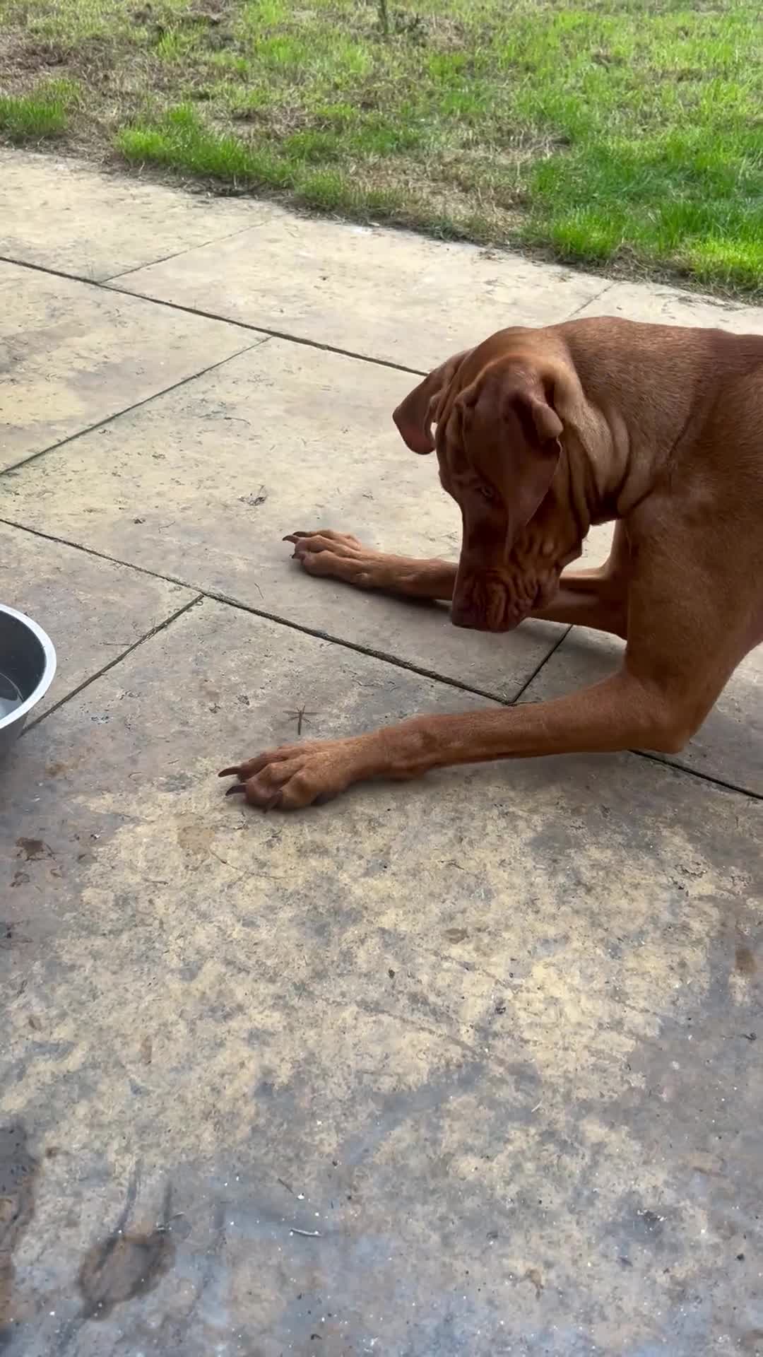 Hungarian Vizsla dogs for sale: Male Hungarian vizsla to rehome  - Video 1