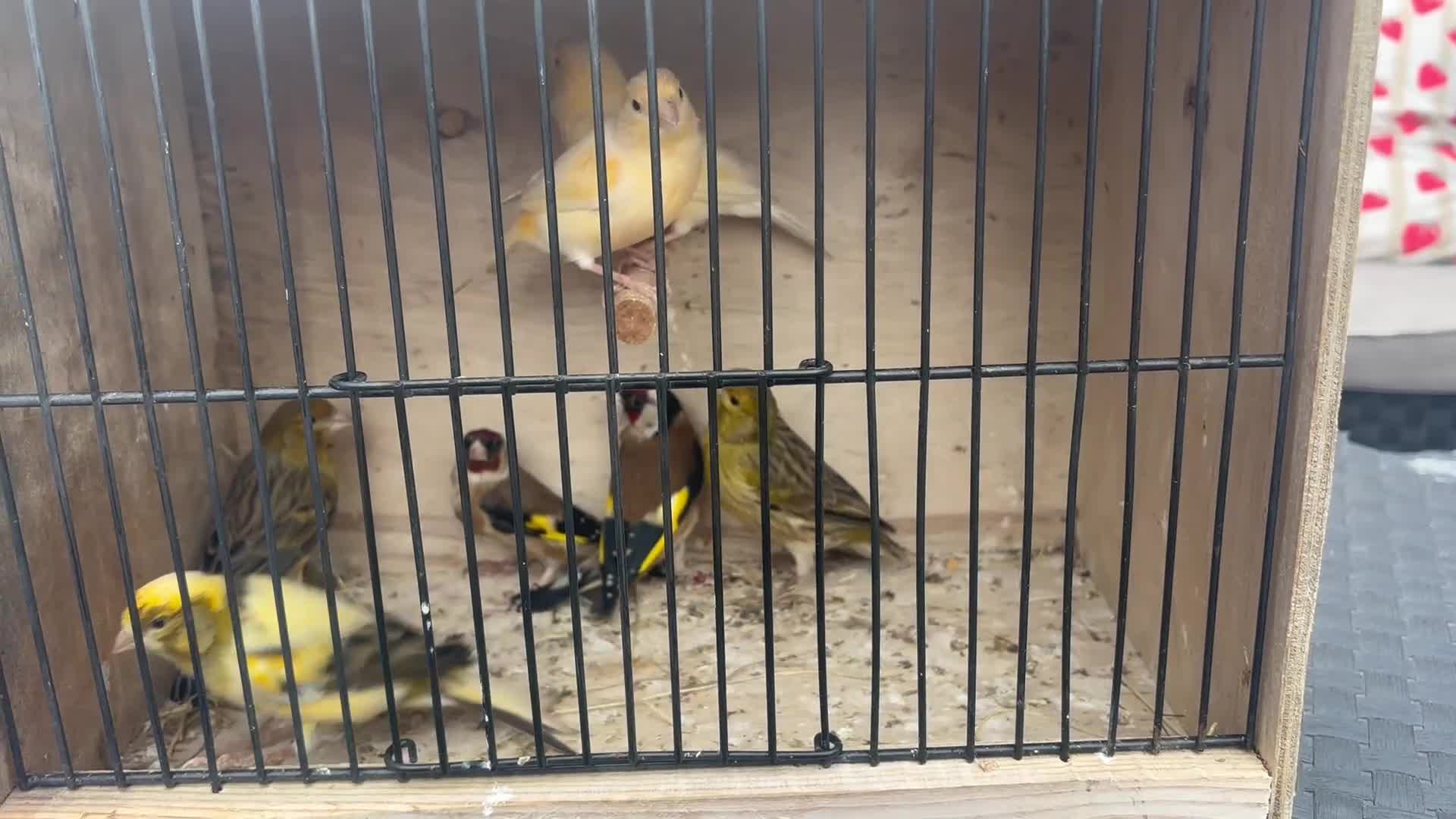 Canaries birds for sale: Canary/goldfinches/greenfinches  - Video 2