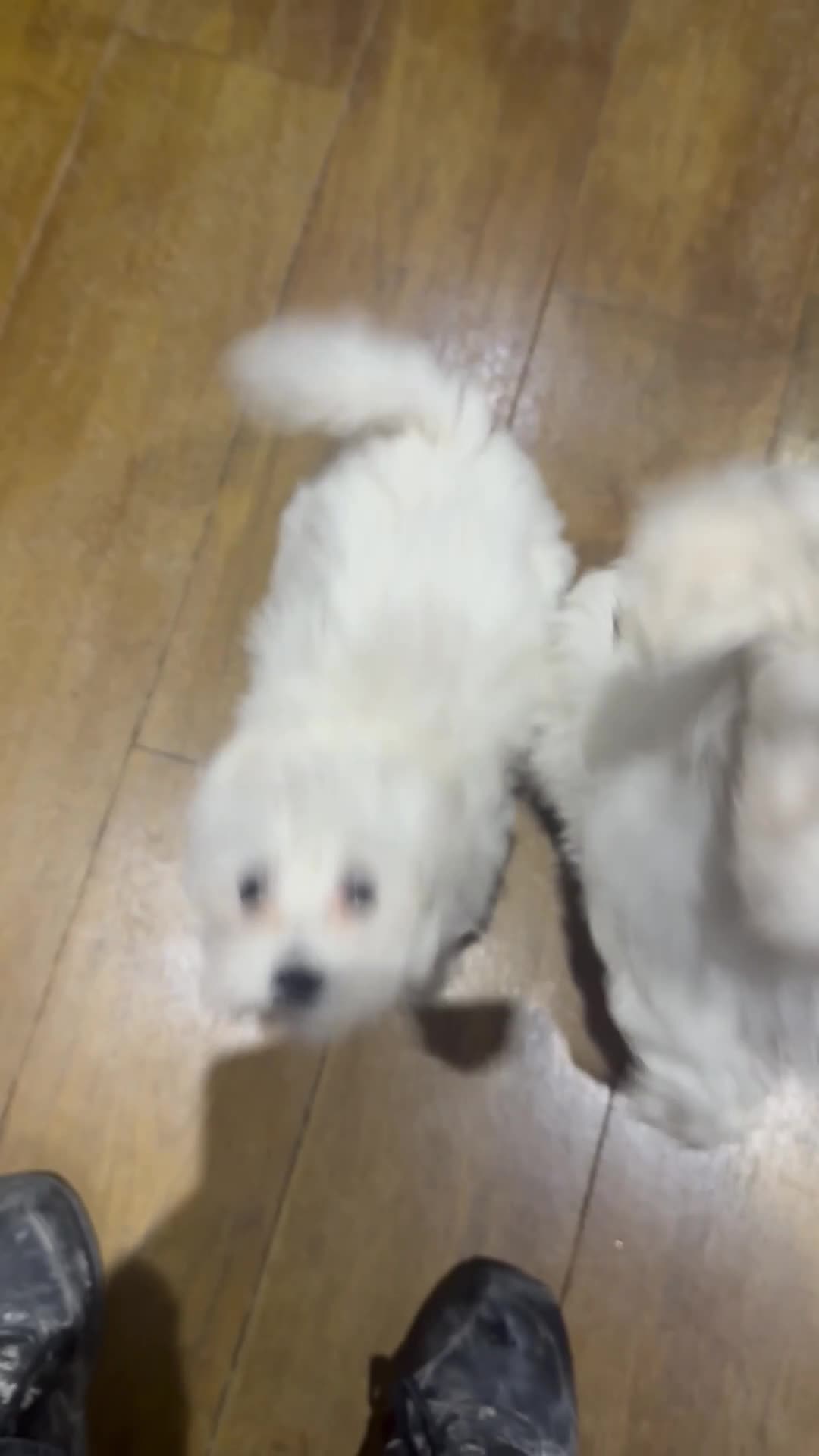 Maltese dogs for sale: Maltese puppies  - Video 1