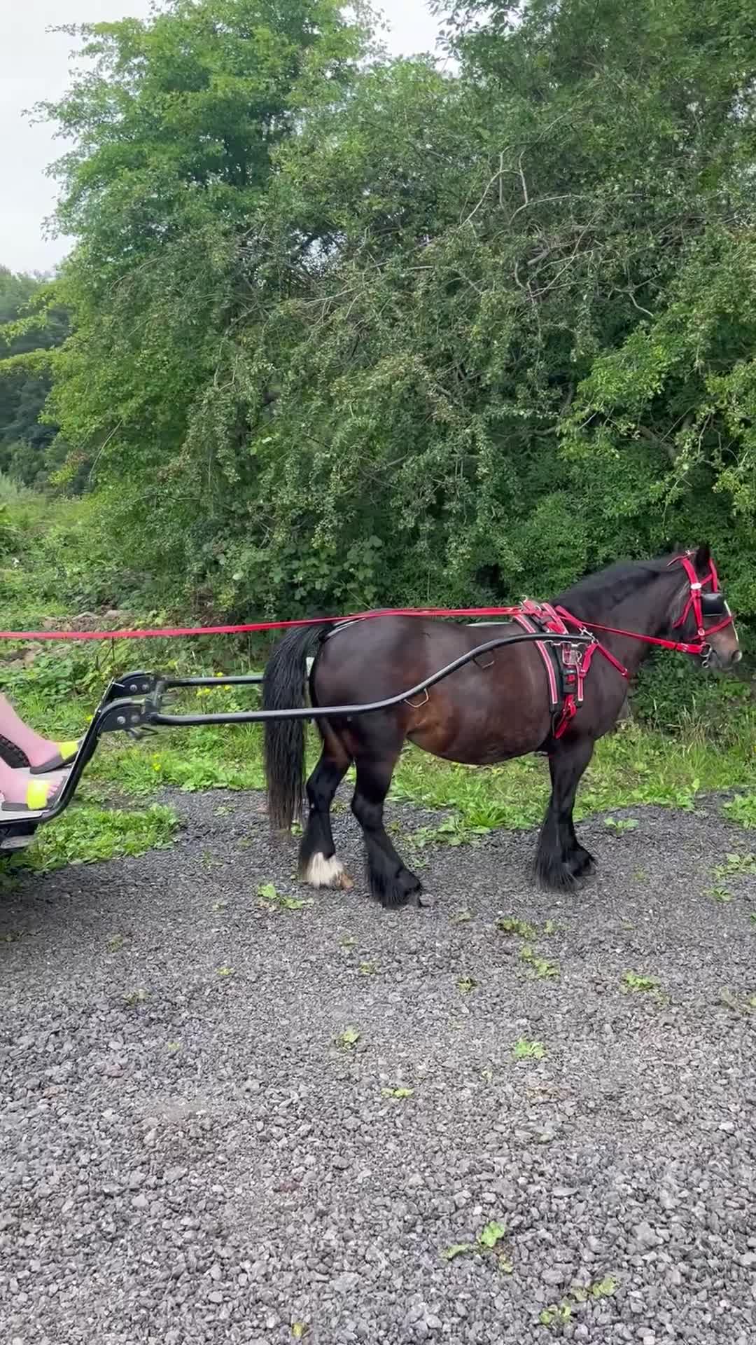 Irish Cob horses for sale: 💕sally💕 11.2h mare ride and drive   - Video 3