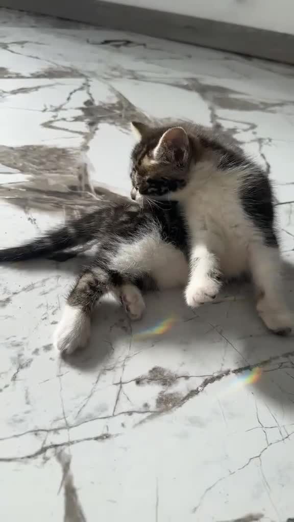 Domestic Shorthair cats for sale: Cute tabby kitten - Video 4