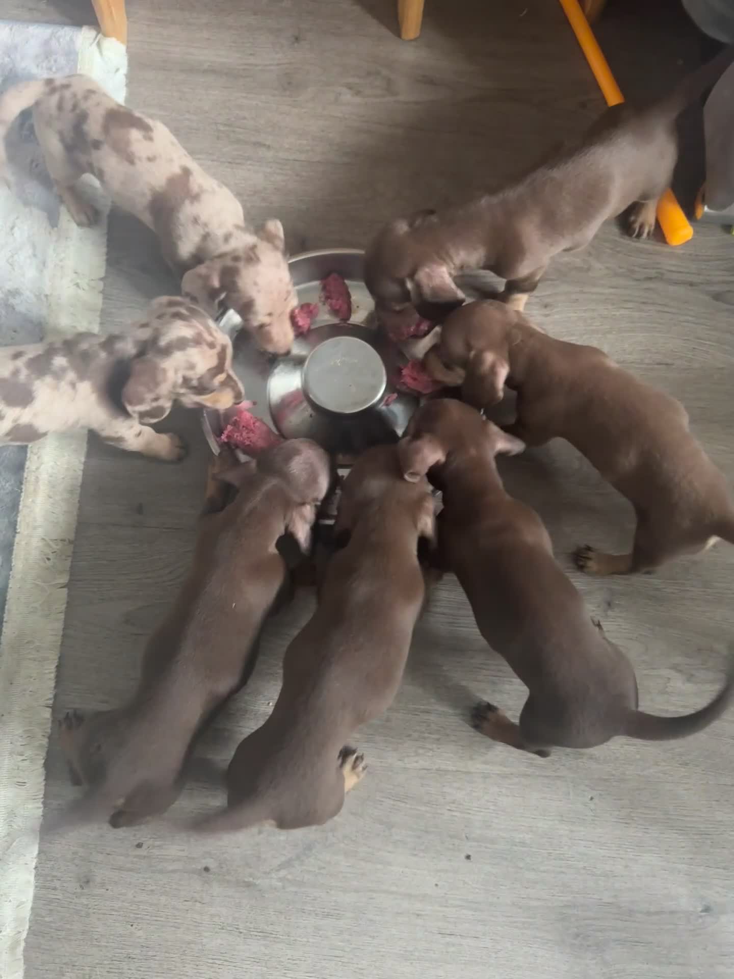 Miniature Dachshund dogs for sale: Miniature dachshund carrying Isabella - Video 1