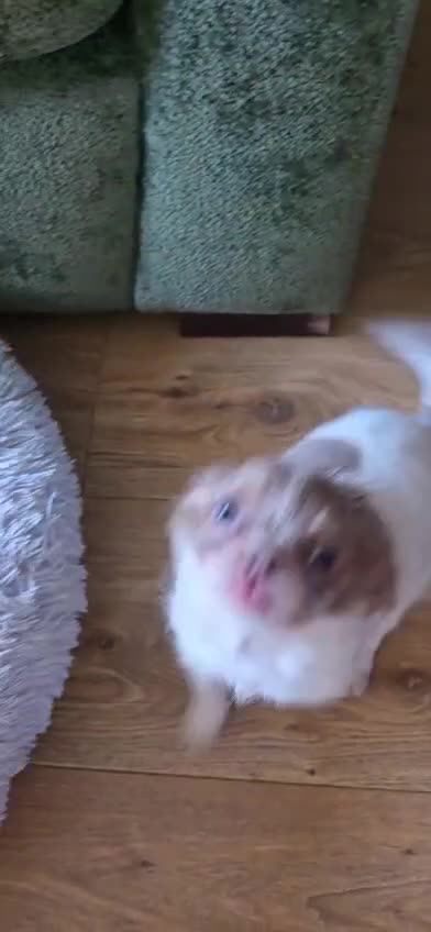 Chiweenie dogs for sale: Male beautiful male Chiweenie pups - Video 2