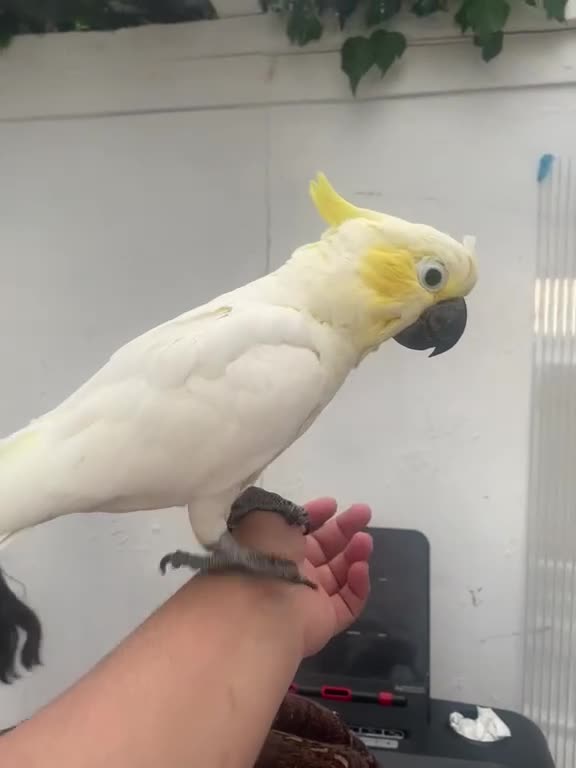 Parrots birds for sale: Baby beautiful crested cockatoo perfect tame  in London - Video 3