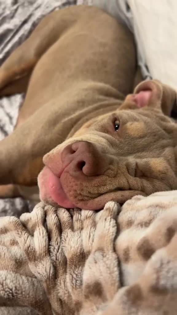 American Bully dogs for sale: American pocket bully puppies for sale 🐾 - Video 2