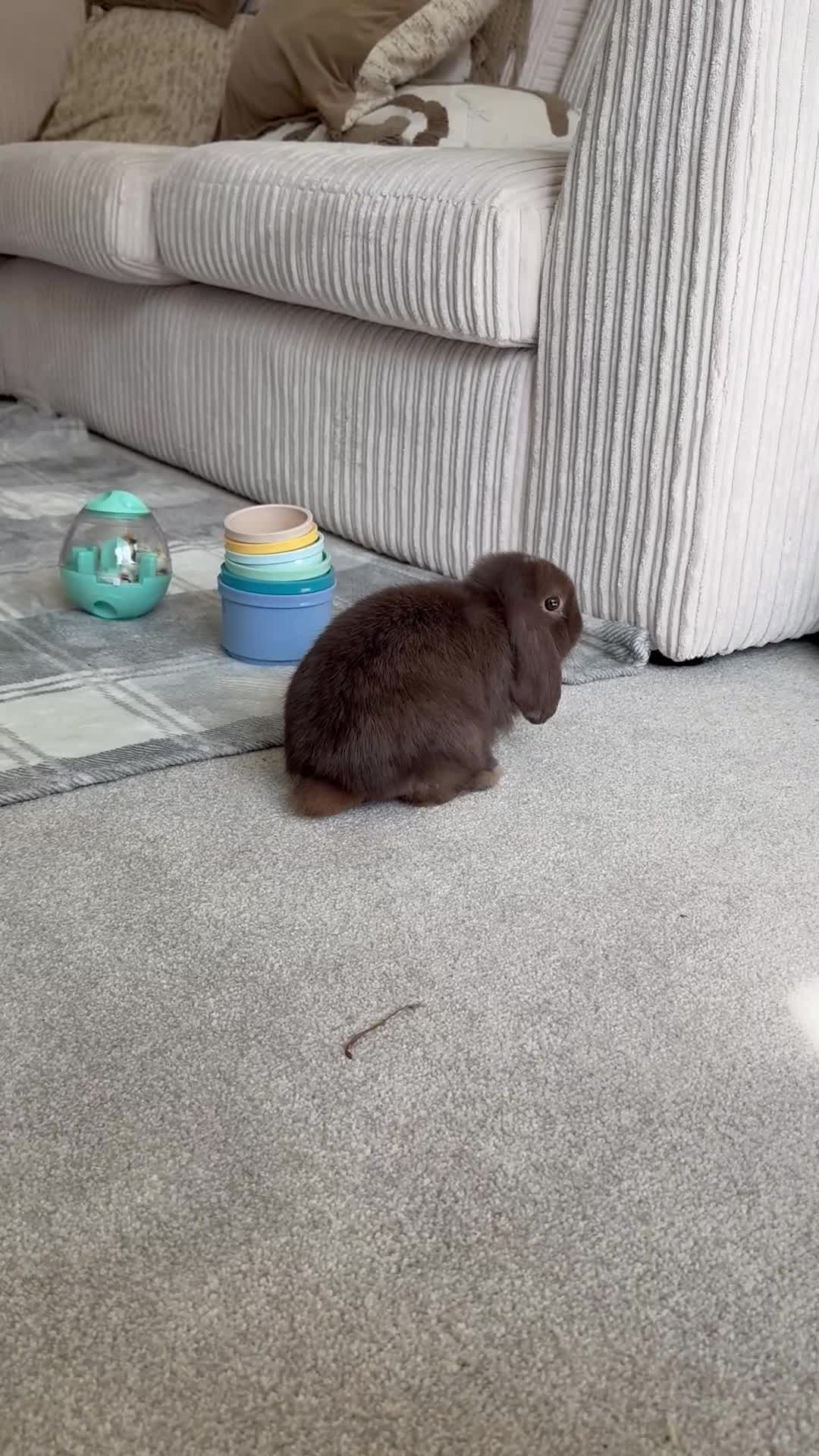 Mini Lop rabbits for sale: Two Male Mini Lops in Clacton-on-Sea - Video 2