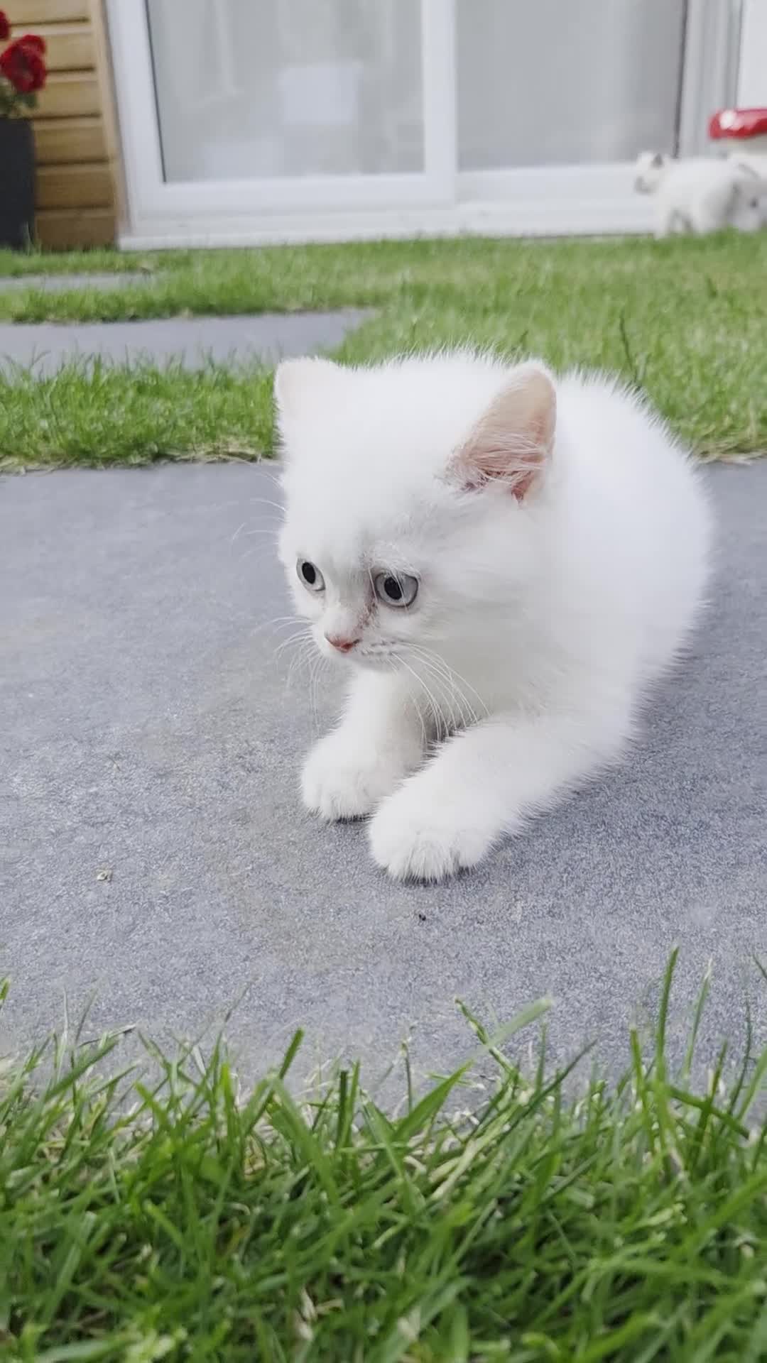 British Shorthair cats for sale: Cute brithis-shorthair kittens - Video 2