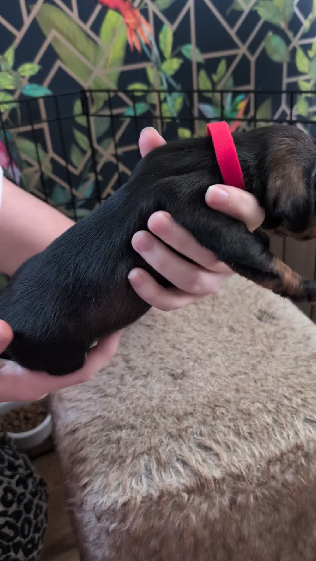 Dachshund dogs for sale: Dachshund Puppies  - Video 3