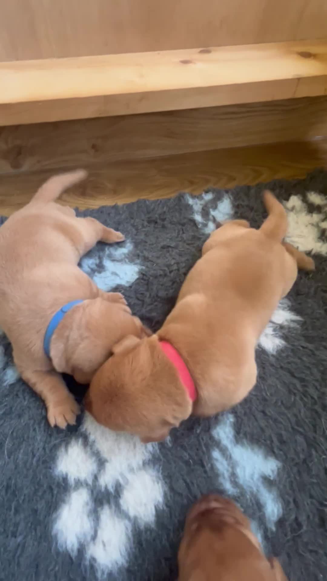 Labrador Retriever dogs for sale: KC Fox Red Labrador puppies - Video 1