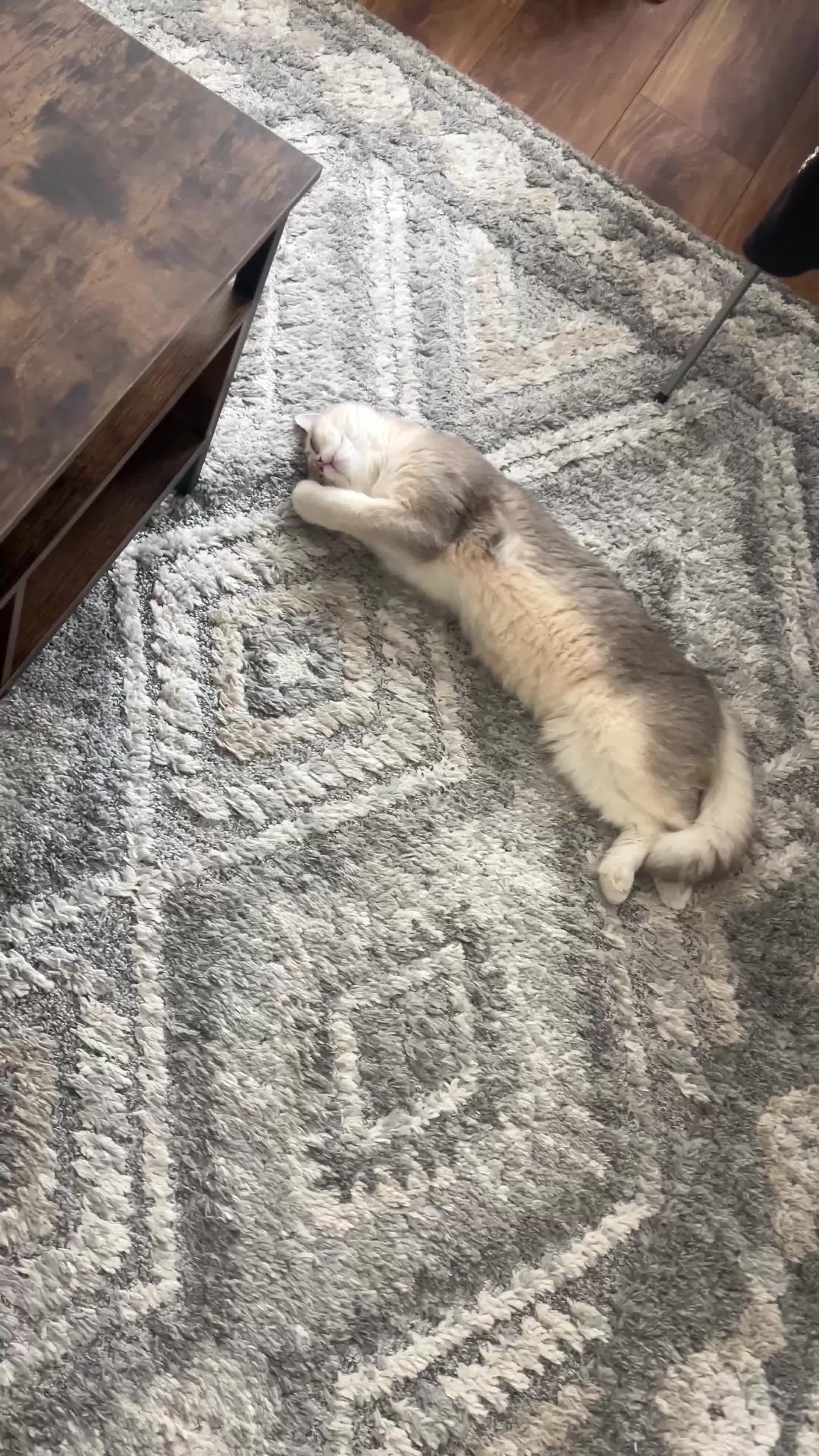 British Shorthair cats for stud: Muezza our big boy cat looking for queen  - Video 3