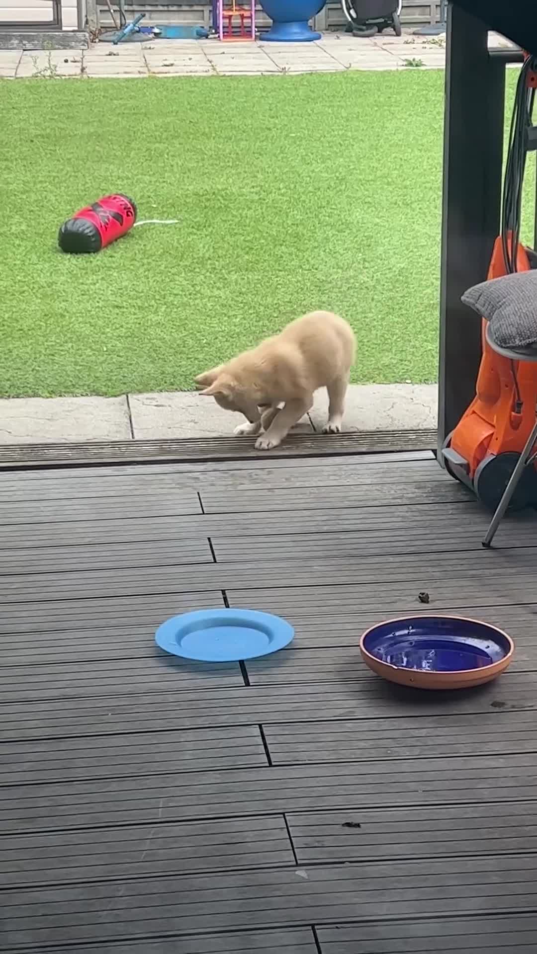 Mixed Breed dogs for sale: For sale Husky  - Video 2