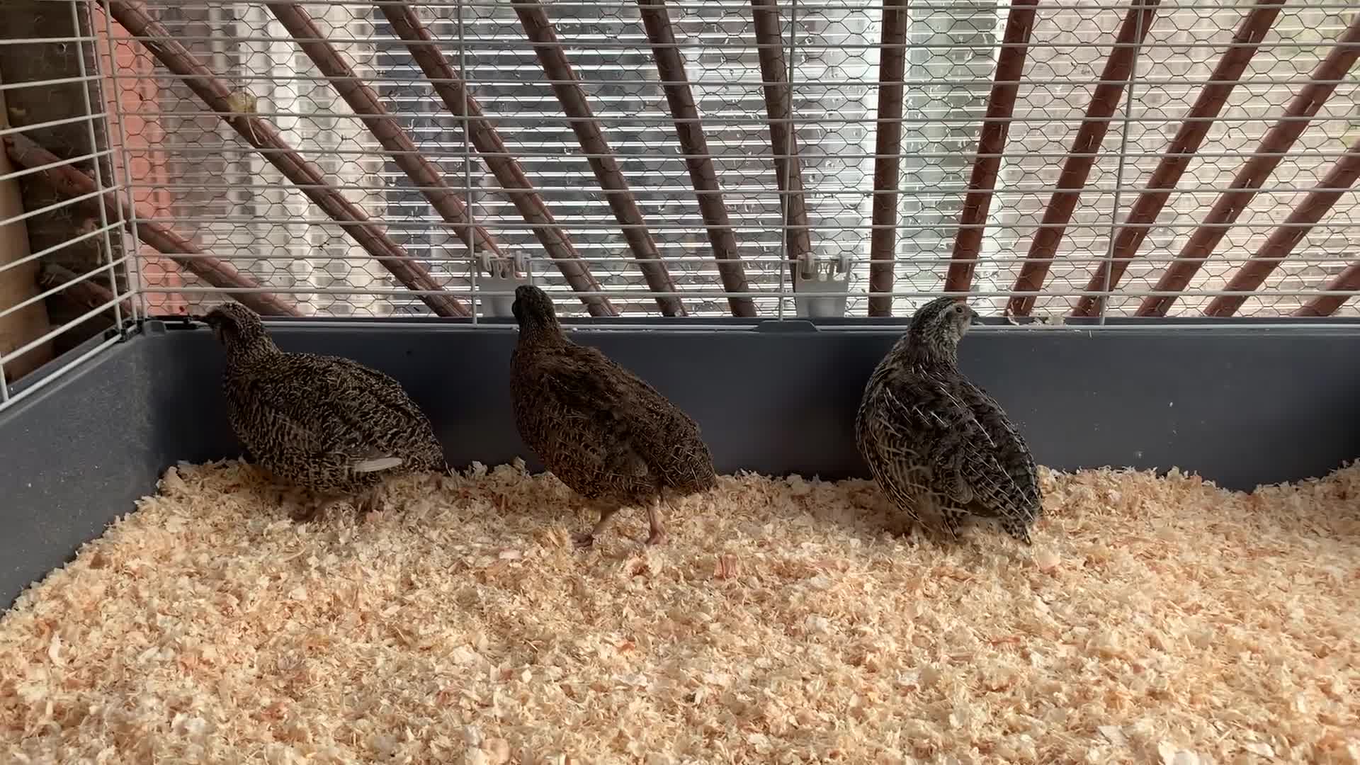 Quail poultry for sale: Male Coturnix Quail - Video 1