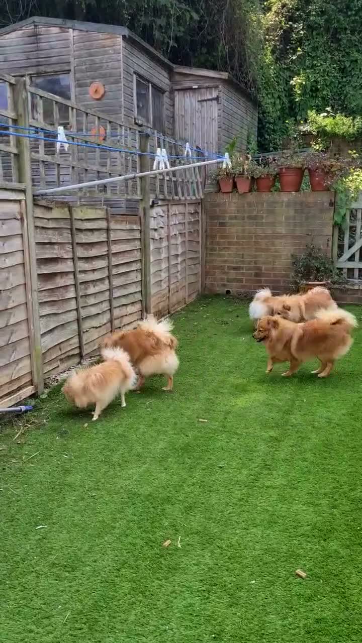 Pomeranian dogs for sale: Mathew  - Video 1
