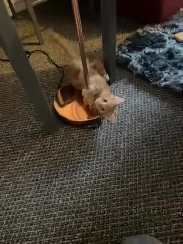 Mixed Breed cats for sale: 10 weeks of beautiful ginger boy kittens - Video 1