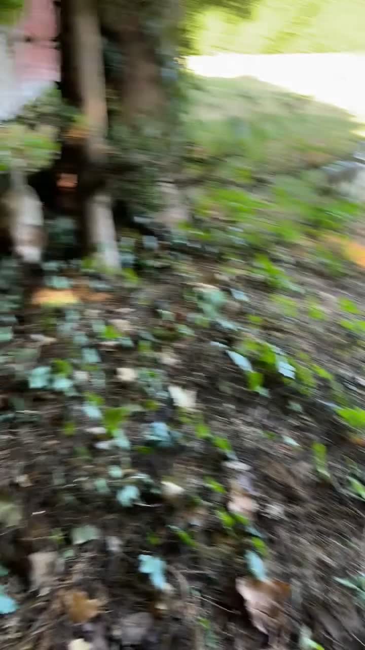 Cocker Spaniel dogs for sale: Adorable Worker Cocker Girl Puppy 🐶 - Video 2