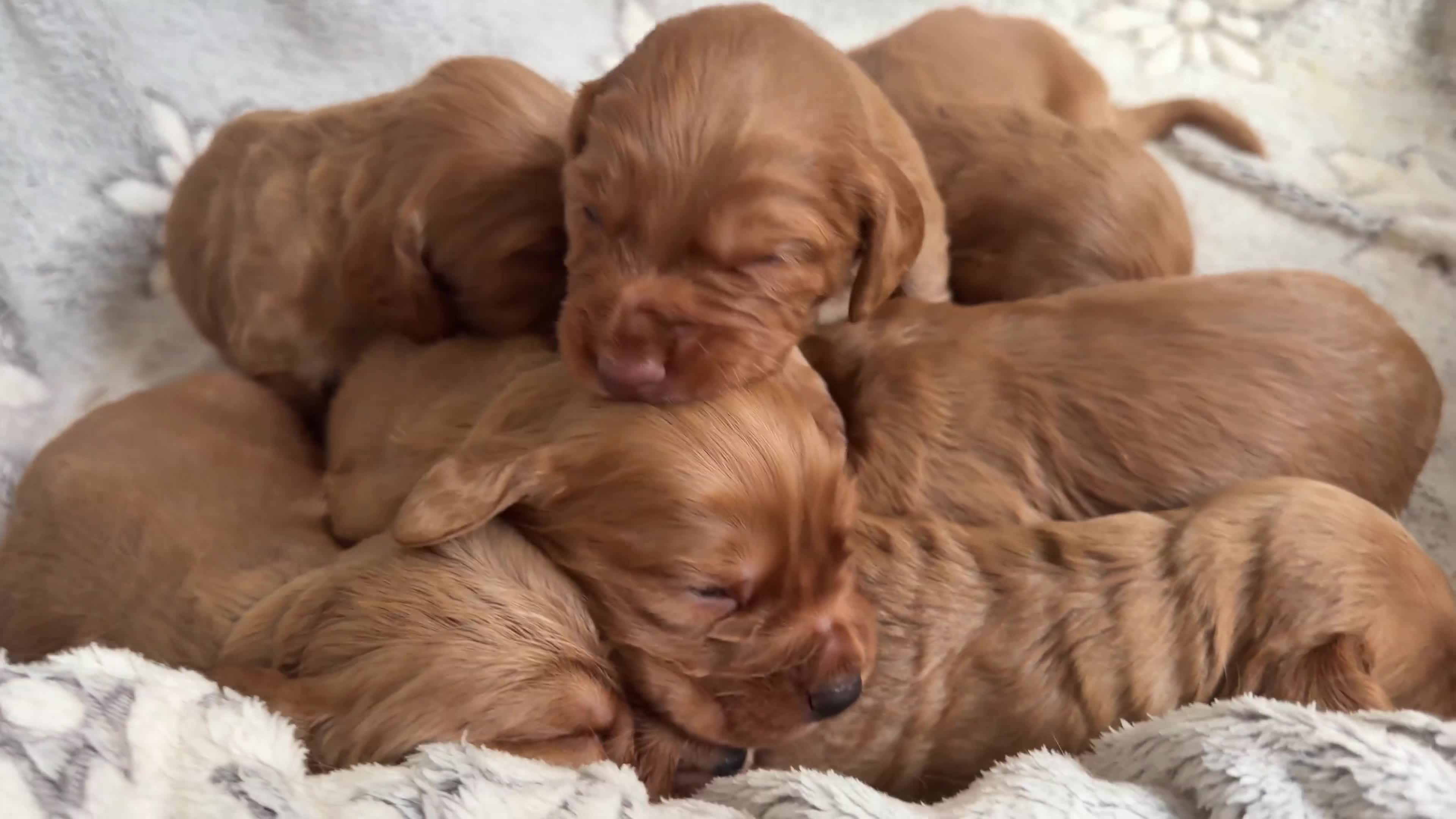 Cocker Spaniel dogs for sale: Cocker Spaniel puppies  - Video 1
