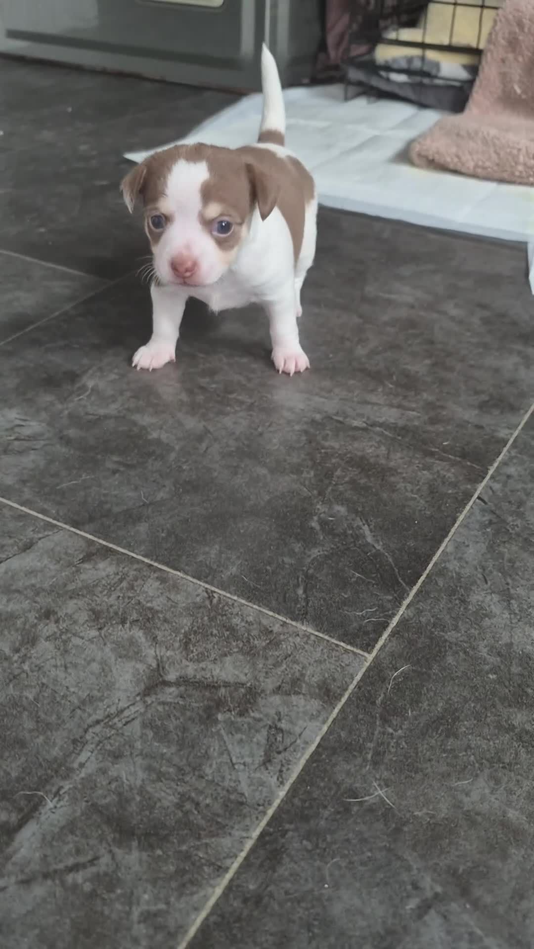 Chihuahua dogs for sale: 2 girl chihuahua left ready 10th August  - Video 3