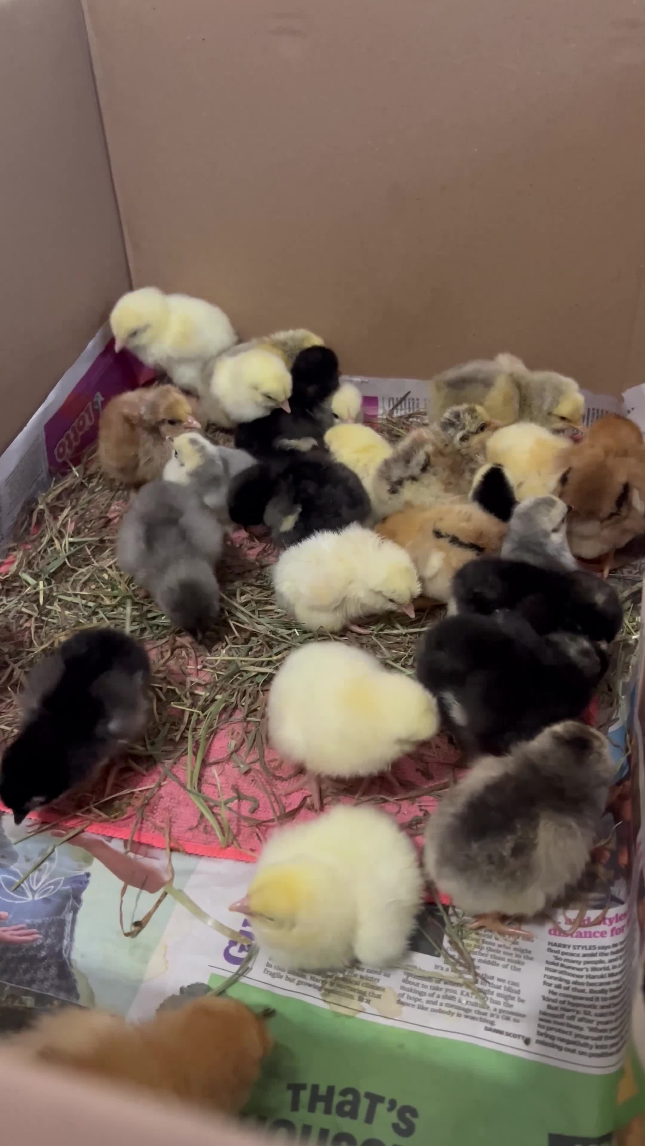 Chickens poultry for sale: 14x Day Old Chicks for sale in Hounslow! - Video 1