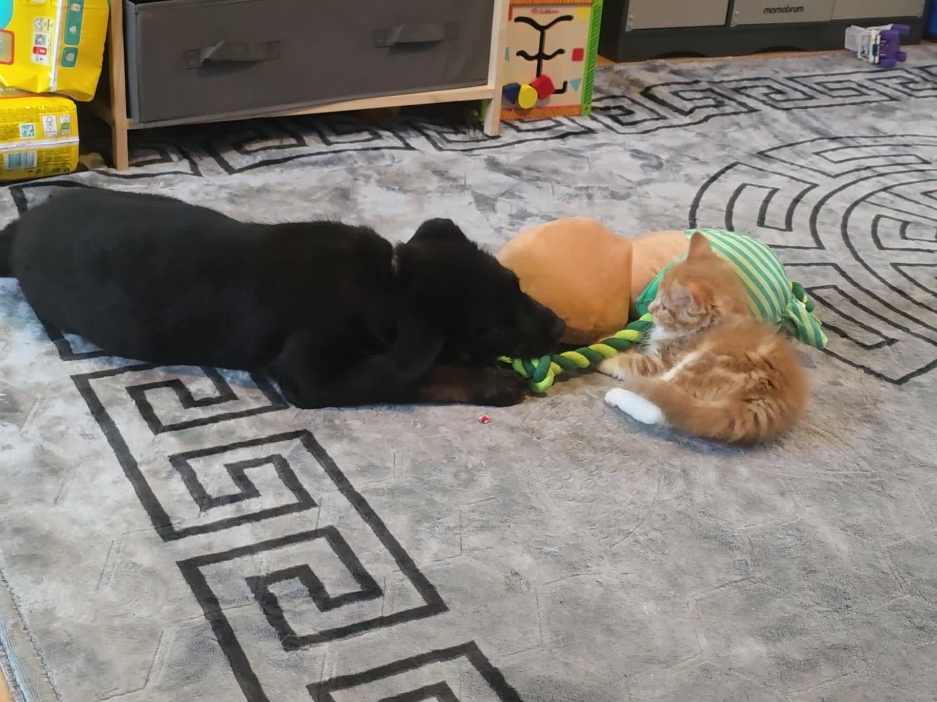 Mixed Breed dogs for sale: Beautiful pup looking for forever sofa  - Video 3