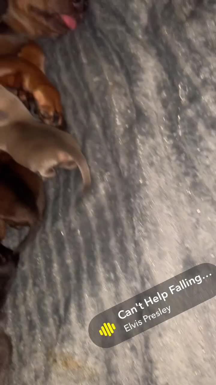 Chiweenie dogs for sale: Beautiful chiweenie pups  - Video 1