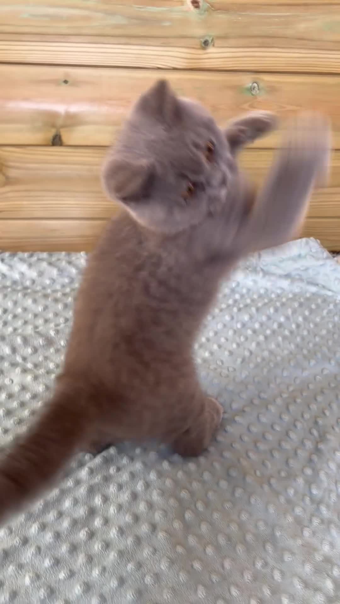 British Shorthair cats for sale: Beautiful pedigree British Shorthair kittens - Video 1