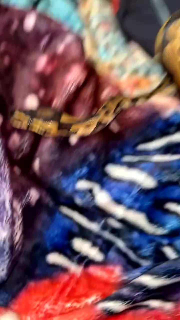 Python Snake reptiles for sale: 1yo ball python with enclosure and everything - Video 1