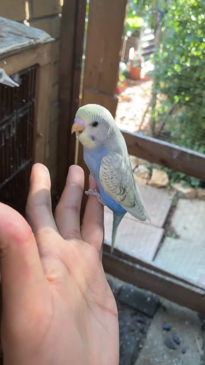 Mixed Breed birds for sale: Cute Birds - Video 1