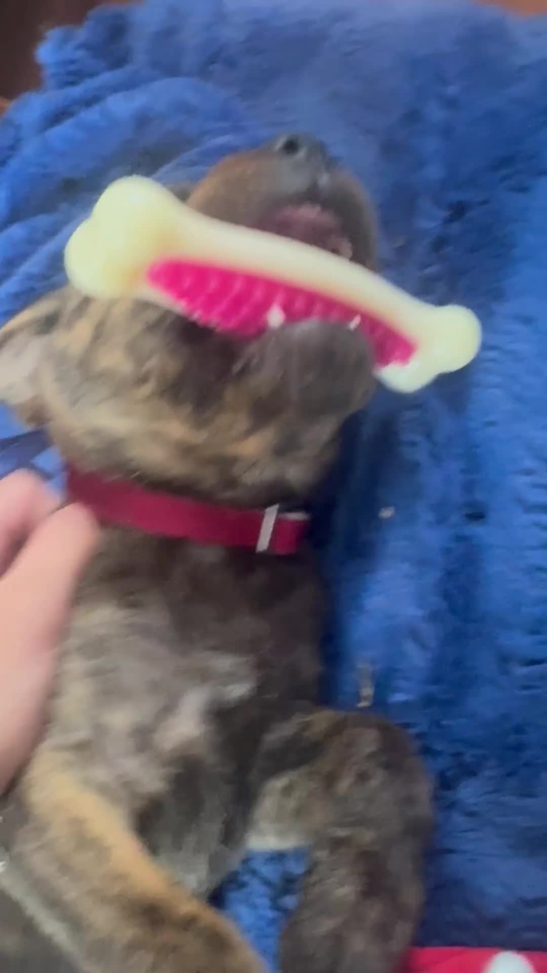 Mixed Breed dogs for sale: little girl ready for a new home  - Video 1