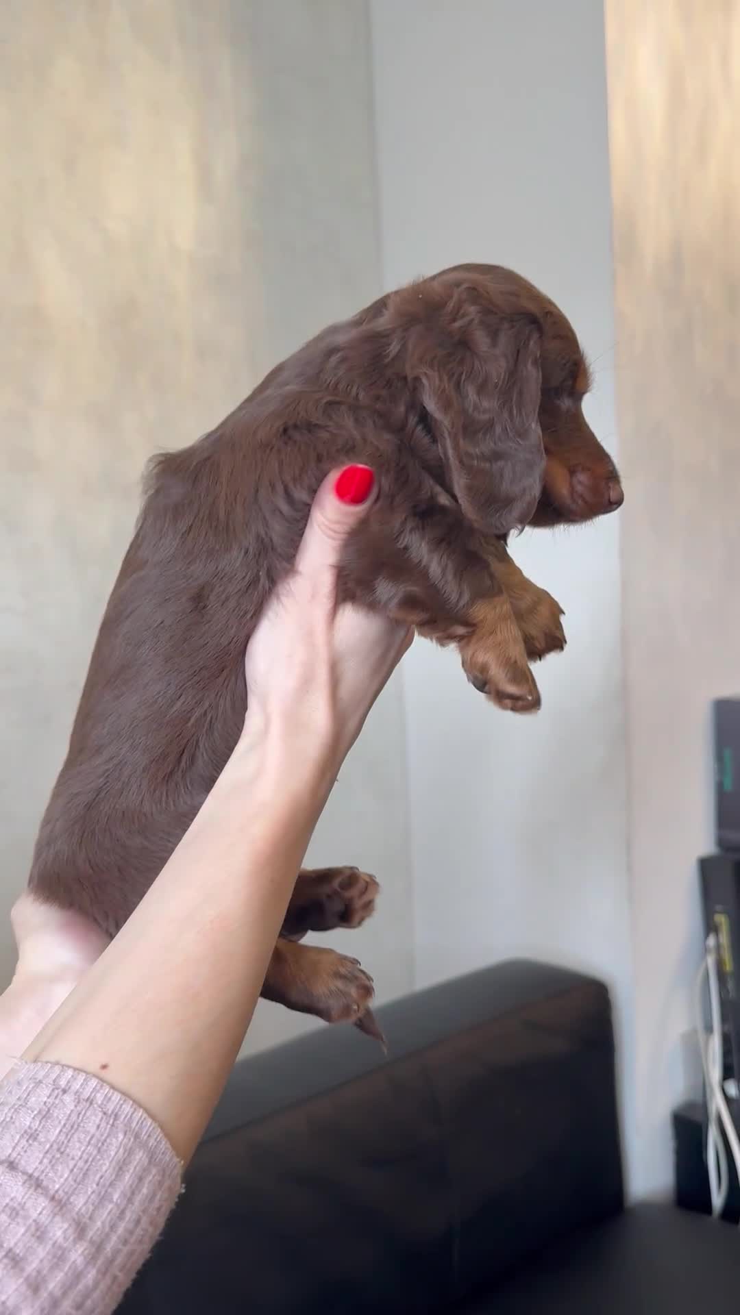 Miniature Dachshund dogs for sale: Mini long hair dachshunds  - Video 1