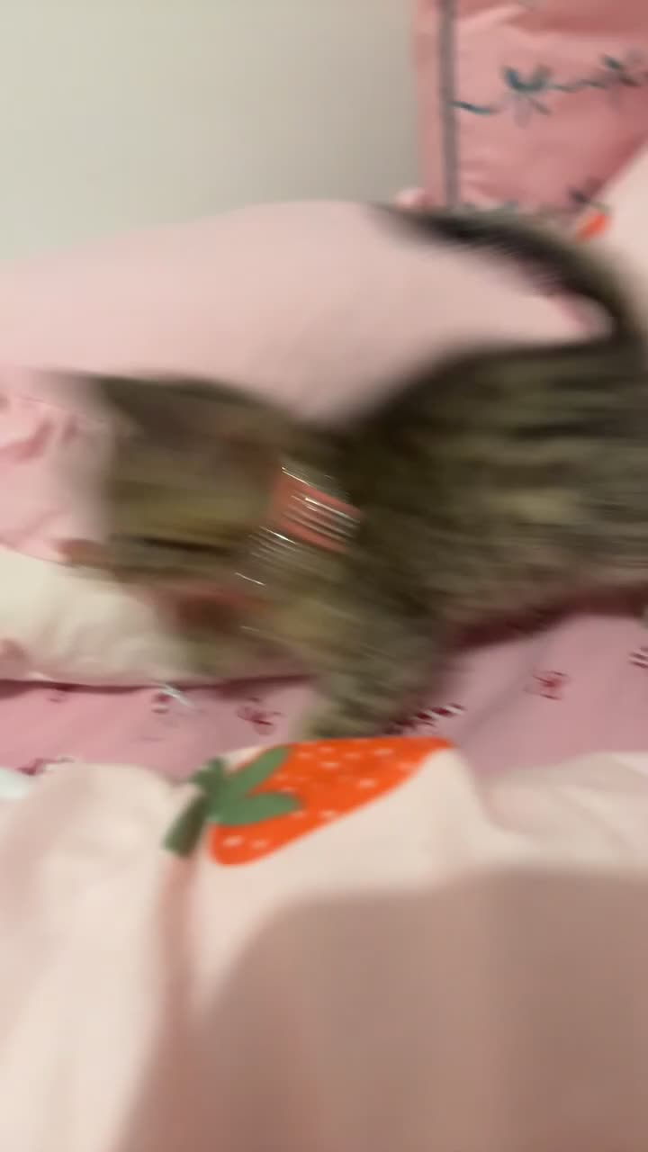 Bengal cats for sale: Female kitten called Luna  - Video 1