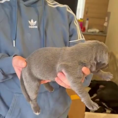 Mixed Breed dogs for sale: Cane Corso/Great Dane X Cane Corso Boerboel - Video 4