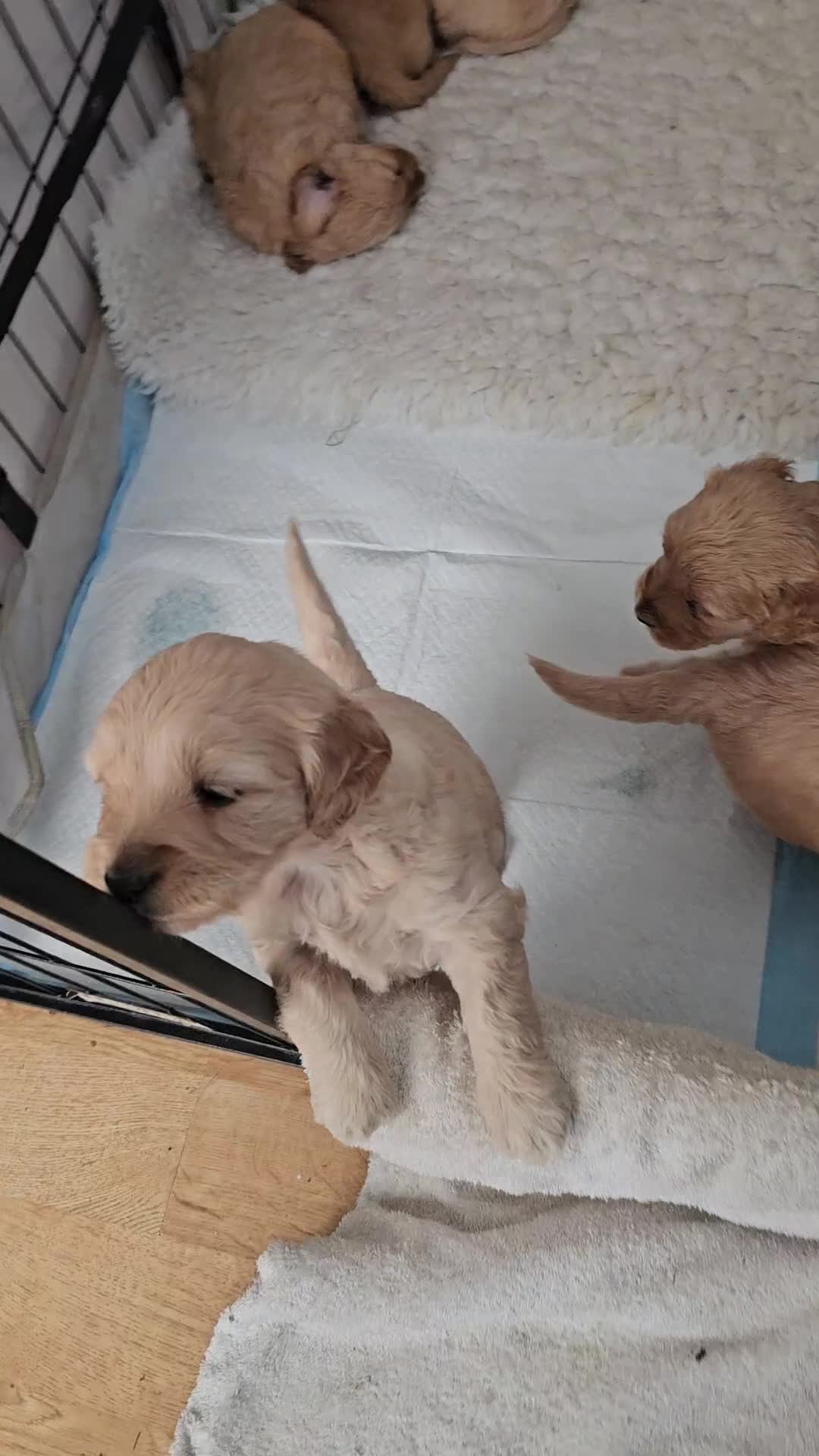 Mini Goldendoodle dogs for sale: Beautiful Mini Goldendoodle Ready Now - Video 1