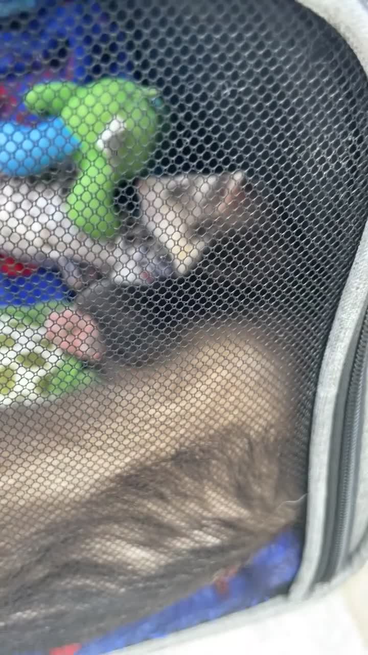 Mixed Breed rodents for sale: Two ferrets one boy and one girl  in Leeds - Video 3