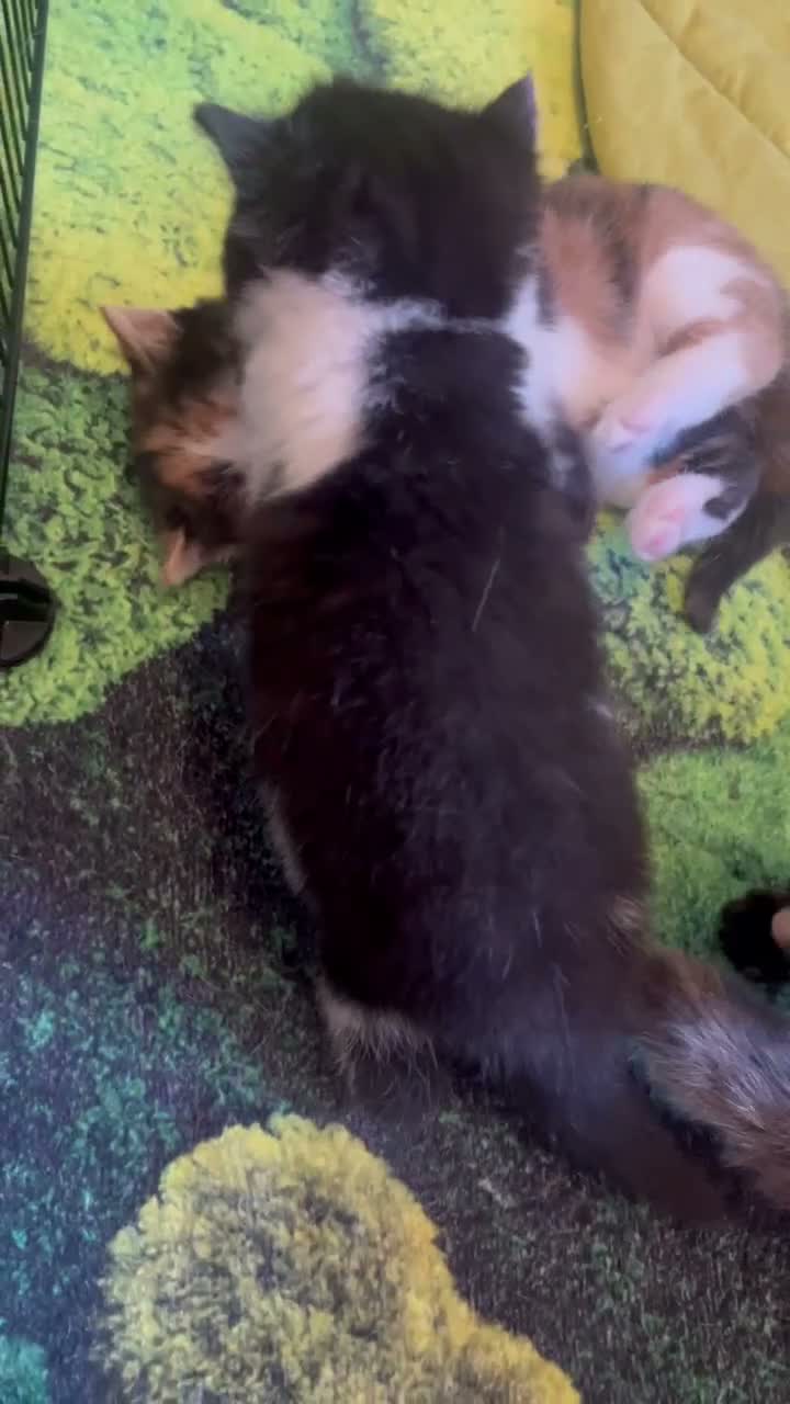 Mixed Breed cats for sale: Loveable cuddly girls 💕 - Video 3